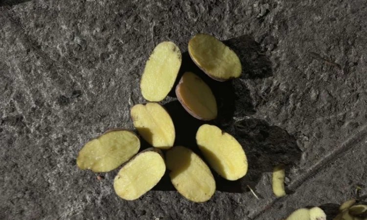 Продаю картофель разных сортов - фото № 3