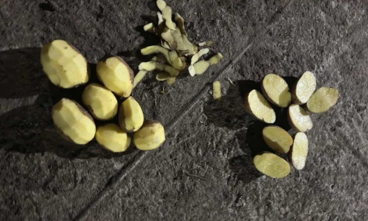 Продаю картофель разных сортов - фото № 4