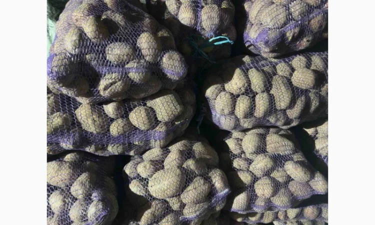 Продаю картофель разных сортов - фото № 7