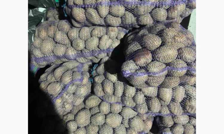 Продаю картофель разных сортов - фото № 8