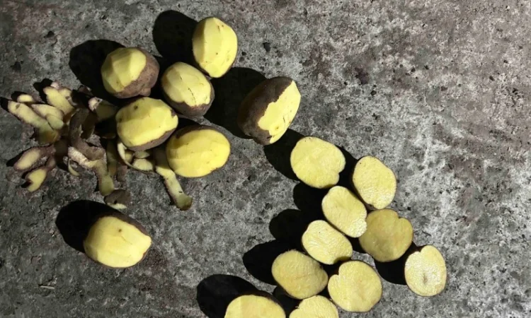 Продаю картофель разных сортов - фото № 9