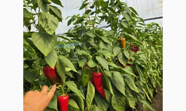 Армянский сладкий перец желтый оптом - фото № 3