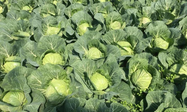 Продажа борщевого набора от производителей - фото № 5