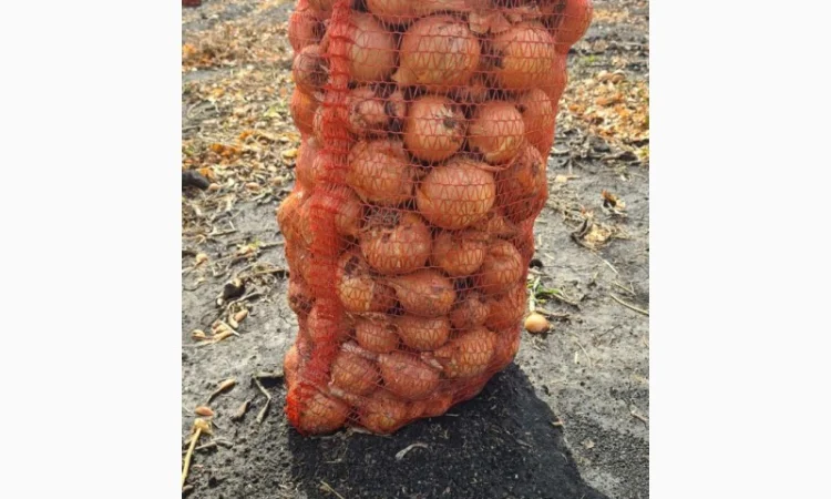 Продажа борщевого набора от производителей - фото № 6