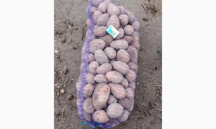 Продажа борщевого набора от производителей - фото № 16