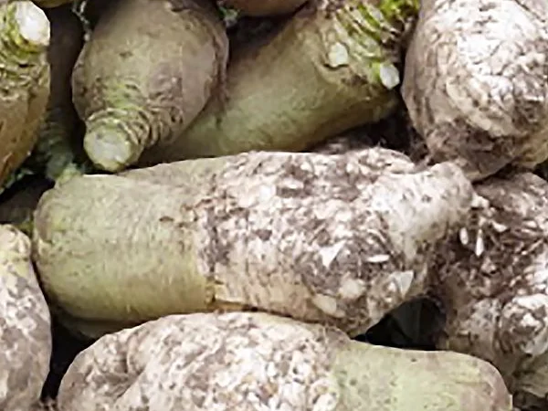 Продаж насіння Куузіку - фото № 1