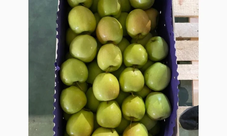 Свіжі яблука та овочі від виробника в Польщі - фото № 1