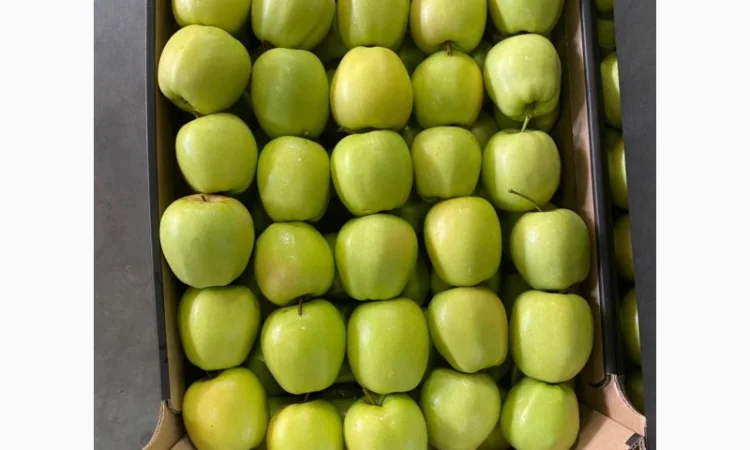 Свіжі яблука та овочі від виробника в Польщі - фото № 6