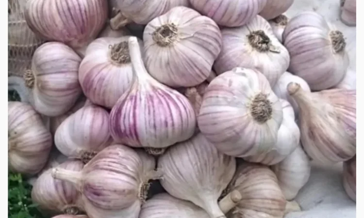 Оптом овощи: картошка, капуста, морковь и другие - фото № 1