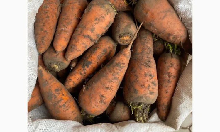 Оптом овощи: картошка, капуста, морковь и другие - фото № 2