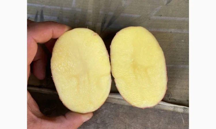 Оптом овощи: картошка, капуста, морковь и другие - фото № 4