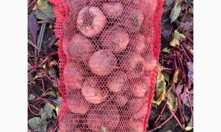 Продается борщевой набор по доступным ценам - фото № 3