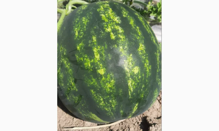 Арбузи оптом 2025 - Прямі поставки - фото № 1