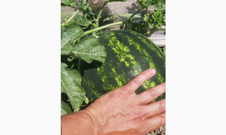 Арбузи оптом 2025 - Прямі поставки - фото № 2