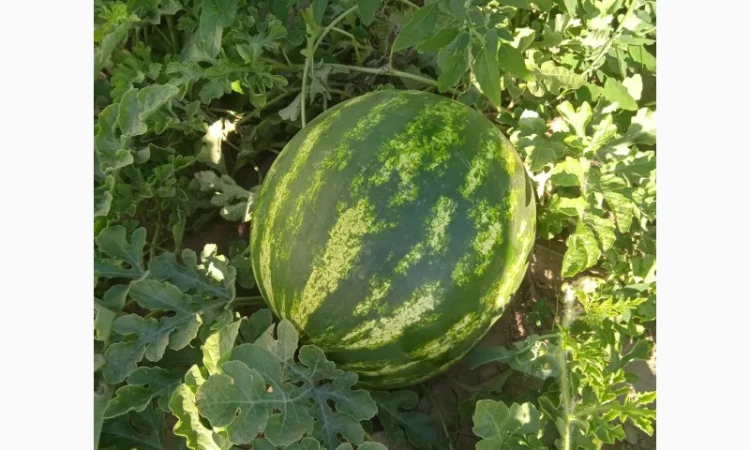 Продаю кавун сорт талісман 5-10кг - фото № 1