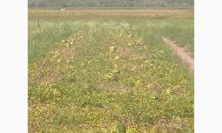Продаю кавун сорт Талісман - фото № 1