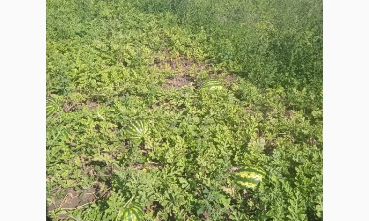 Продаю кавун сорт Талісман - фото № 2