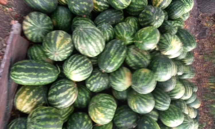 Продажа арбузов сортов Талісман, Юмі, Арашан - фото № 1