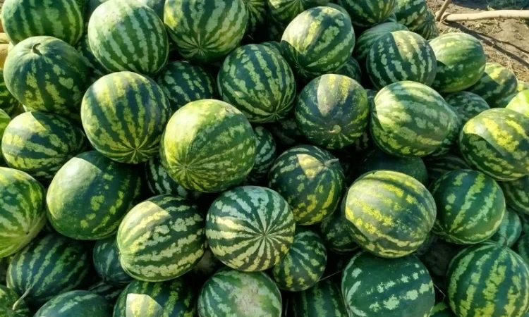 Кавун сорт АУ Продюсер на продажу - фото № 1