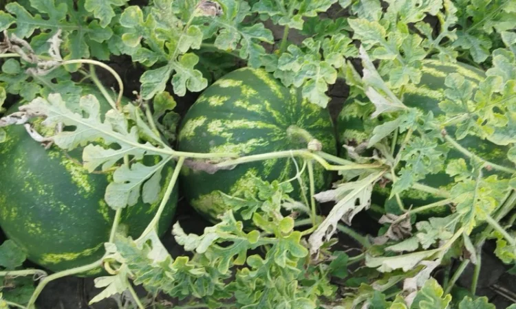 Кавун сорт АУ Продюсер на продажу - фото № 2