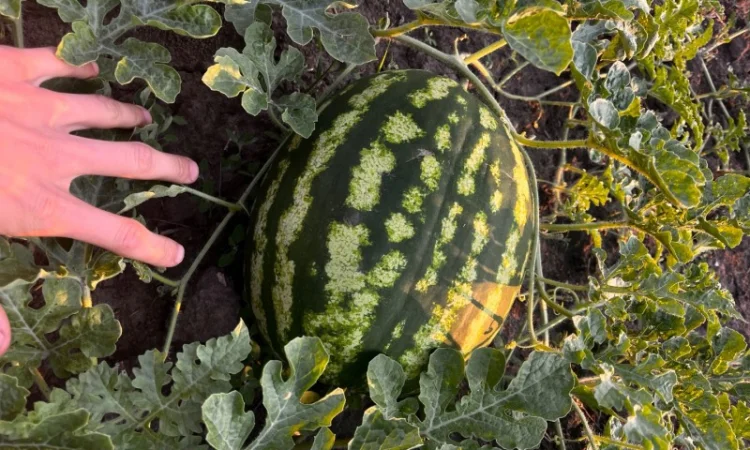 Кавун сорт Продюсер у продажу - фото № 1