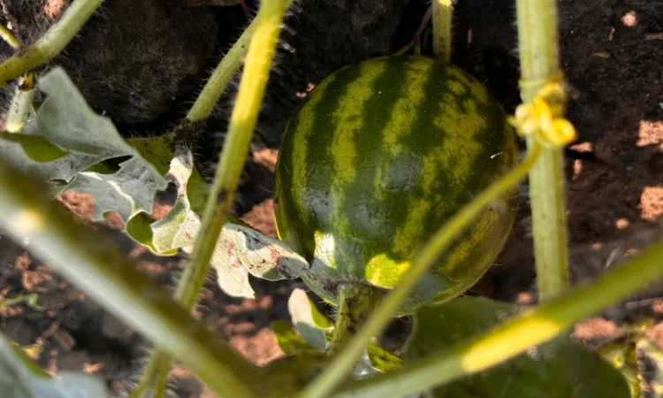 Кавун сорт Продюсер до 4 кг на продаж - фото № 1