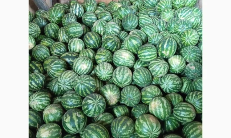 Продаж кавунів за вигідними цінами - фото № 1