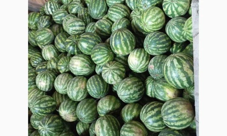 Продаж кавунів за вигідними цінами - фото № 2