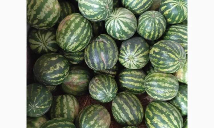 Продаж кавунів за вигідними цінами - фото № 3