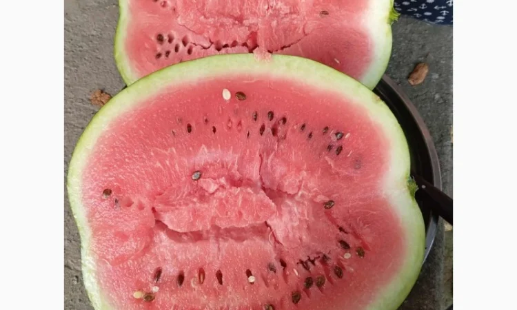 Продаж кавунів за вигідними цінами - фото № 4