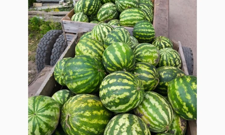 Кавун оптом від продюсера - фото № 1