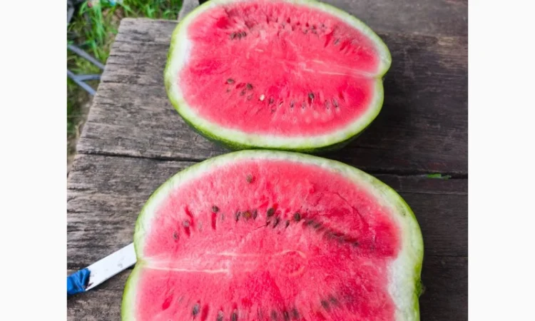 Кавун оптом від продюсера - фото № 2