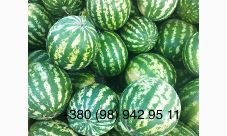 Сладкий арбуз на продажу - фото № 1