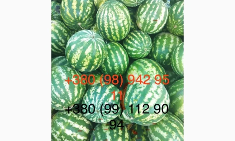 Сладкий арбуз на продажу - фото № 2