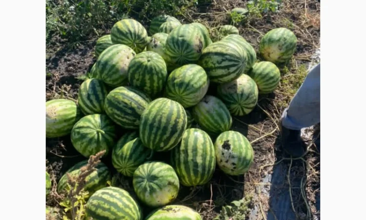 Продается сладкий арбуз оптом - фото № 1
