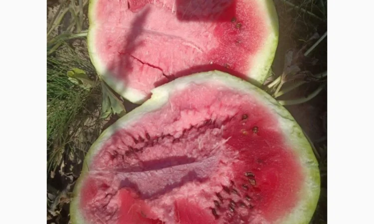 Кавун Продюсер на продаж - фото № 1