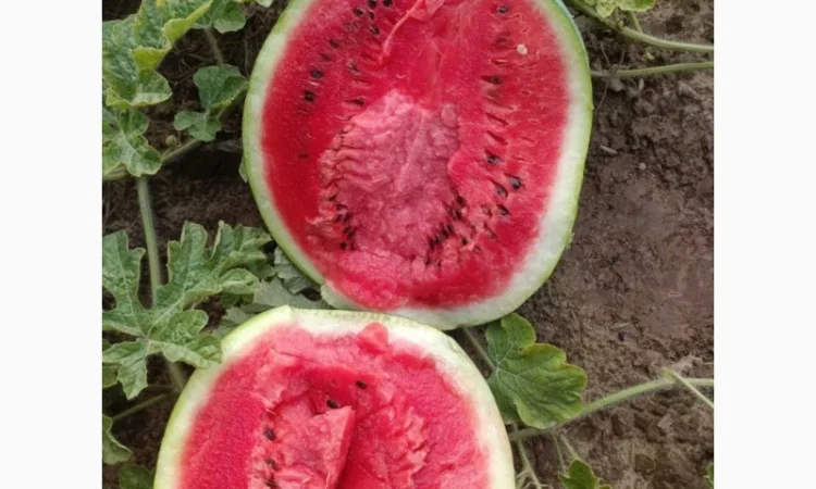 Продаж кавунів сортів Користан і Арашан - фото № 1