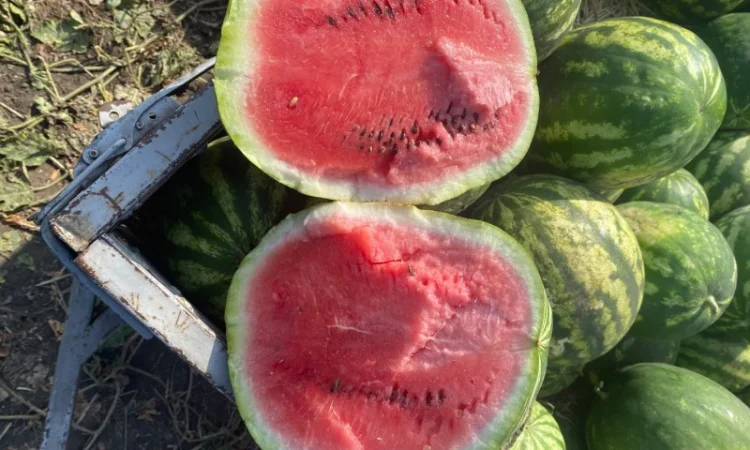 Продається кавун Ау продюсер 5-7 кг - фото № 1