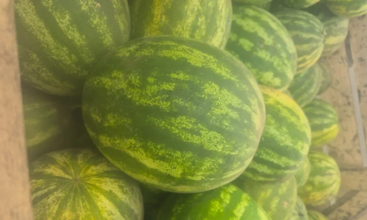 Арбуз на продаж - фото № 3