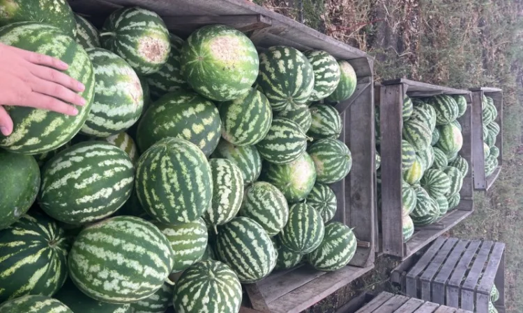 Продажа Продюссер 4-11 кг - фото № 1