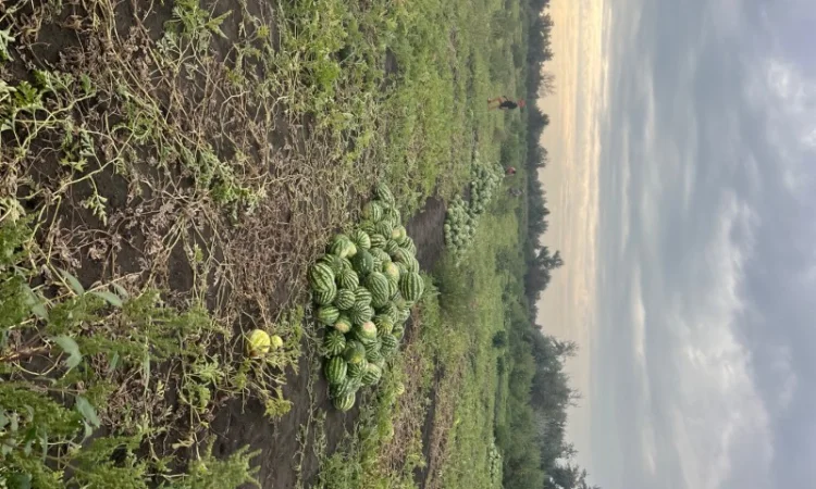 Продажа Продюссер 4-11 кг - фото № 2