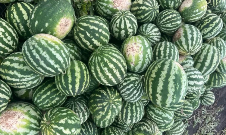 Продажа Продюссер 4-11 кг - фото № 3