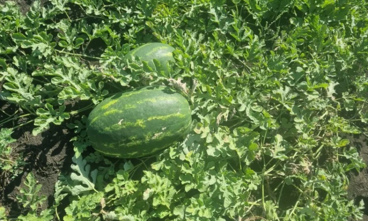 Куплю кавуни великих розмірів - фото № 1