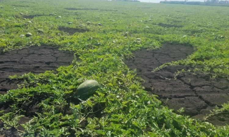 Куплю кавуни великих розмірів - фото № 2