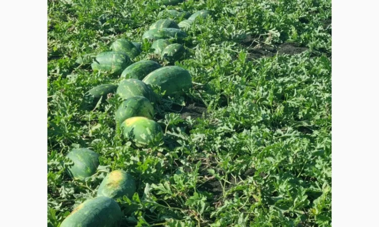 Куплю кавуни великих розмірів - фото № 3