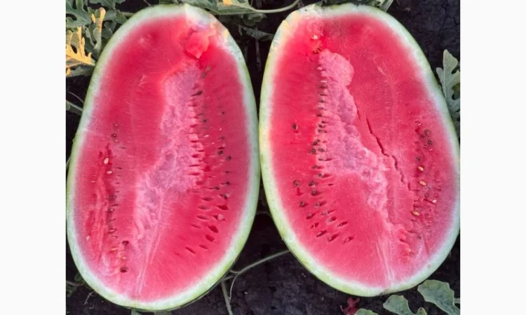 Куплю арбуз Леди в больших объемах - фото № 1