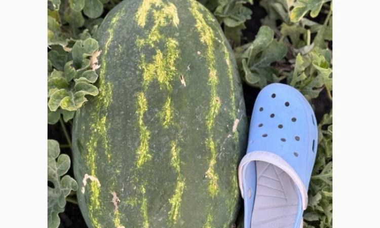 Куплю арбуз Леди в больших объемах - фото № 2