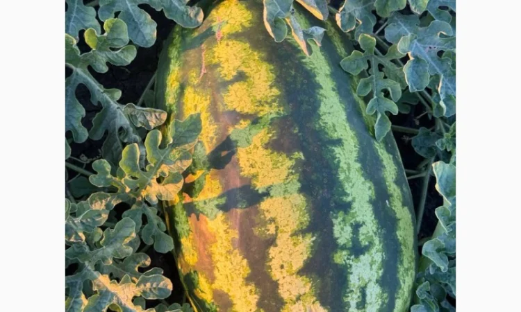 Куплю арбуз Леди в больших объемах - фото № 4