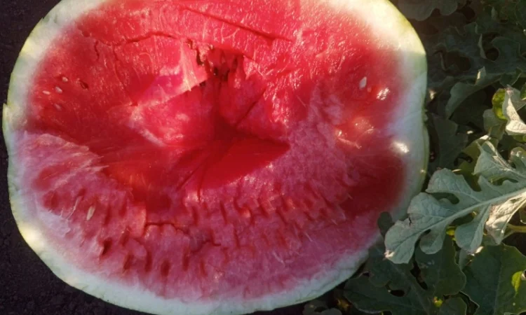 Кавун Тамерлан на продаж - фото № 1