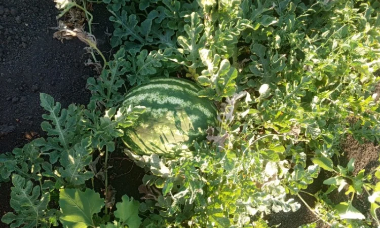 Кавун Тамерлан на продаж - фото № 2